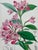 Light Pink Orchid, Geranium, Weigela & Galipea: Original Botanical Engravings by William Curtis, 1856 (Set of 4) For Sale - Image 8 of 9