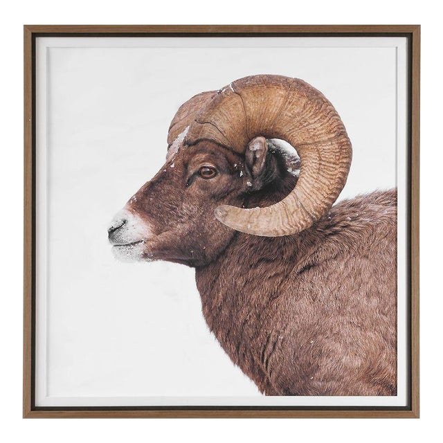 Big Horn Ram - Framed Print For Sale