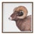 Big Horn Ram - Framed Print For Sale