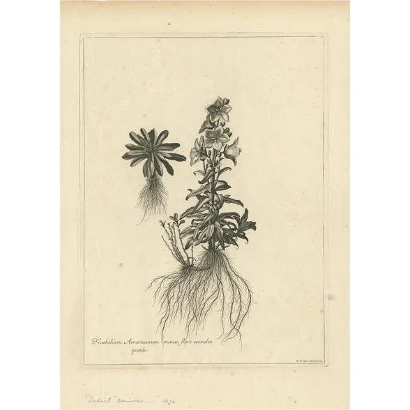 Dodart, Campanula Americana, 1680s, Print For Sale