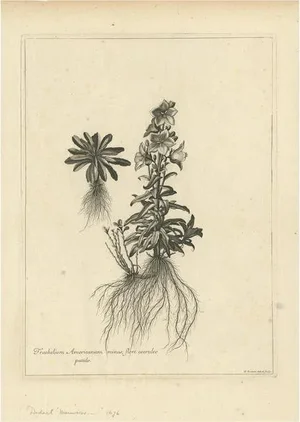 Dodart, Campanula Americana, 1680s, Print