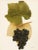 A magnificent original antique photogravure (print) of Merrimac Grapes by Ulysses Prentiss Hedrick (1870-1951). Superb...
