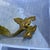 Mid 20th Century Vintage Solid Brass French Style Foliate Drawer Pulls C102 For Sale - Image 5 of 8