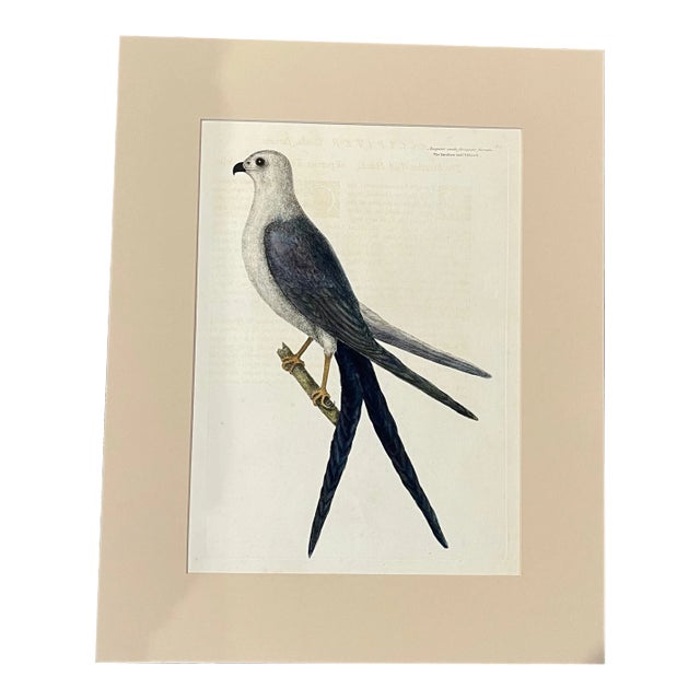Antique Mark Catesby Swallow Tail Hawk Print, Unframed For Sale