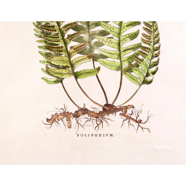 Green Original Vintage Custom Botanical Fern Prints with Makers Stamp For Sale - Image 8 of 18