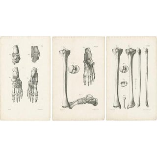 Jules Cloquet, French Anatomical Foot and Lower Limb, 1821, Lithograph, Set of 3 For Sale