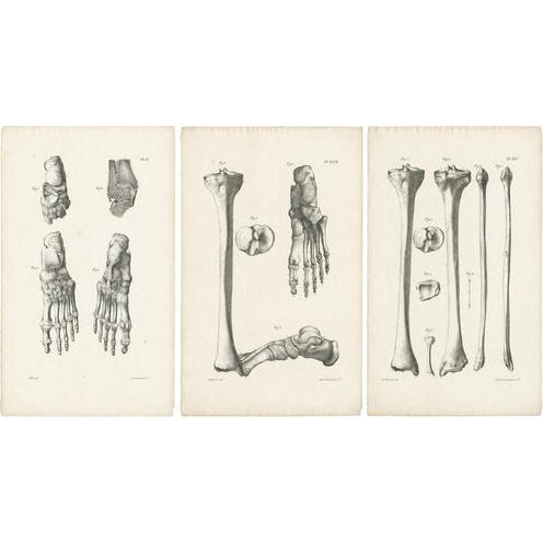 Jules Cloquet, French Anatomical Foot and Lower Limb, 1821, Lithograph, Set of 3 For Sale