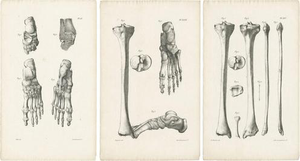 Jules Cloquet, French Anatomical Foot and Lower Limb, 1821, Lithograph, Set of 3