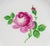 Meissen Porcelain Meissen "Pink Rose" Porcelain Plates, 9 For Sale - Image 4 of 10
