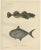Rays Bream and Fourhorn Sculpin, Scandinavian Fish, Lithograph, 1895 For Sale - Image 10 of 10