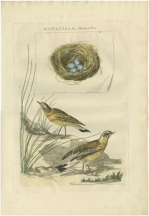 Sepp & Nozeman, Northern Wheatear, 1789, Paper