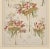 Beaux-Arts 1900 Art Nouveau Botanical Design Chromolithograph-Tulip, Matted For Sale - Image 3 of 5