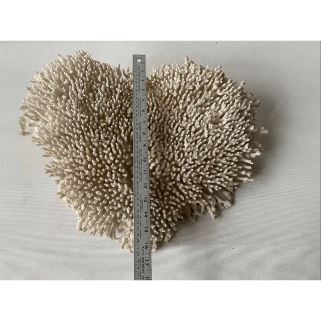 Late 20th Century Wall Mounted Table Coral Heart Shape Specimen For Sale In Pittsburgh - Image 6 of 6