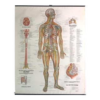 Vintage Mid-Century Anatomical Chart - Nervous System For Sale
