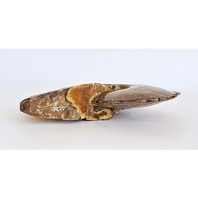 15th Century & Earlier Very Large Prehistoric Ancient Ammonite Fossil Specimen For Sale - Image 5 of 7