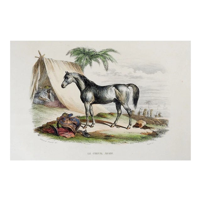 Antique Hand Colored Arabian Horse Etching For Sale