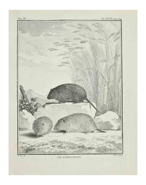 Jacques Baron, Le Campagnol, Etching, 1771
