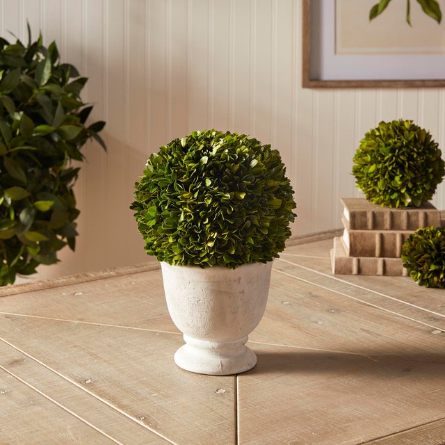 Farmhouse Boxwood Ball Topiary In Pot Large For Sale - Image 3 of 3