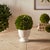 Farmhouse Boxwood Ball Topiary In Pot Large For Sale - Image 3 of 3