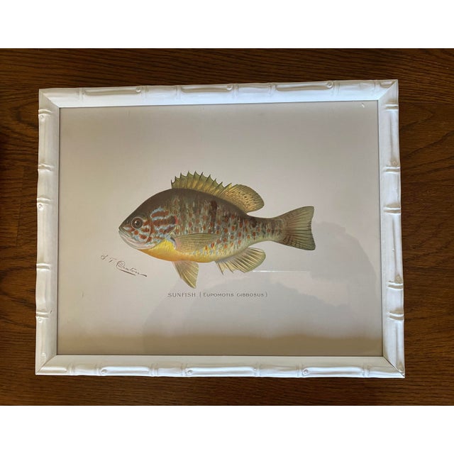Set of Four Fish Print Chromoliograph by Sherman Foote Denton For Sale - Image 4 of 7
