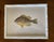 Set of Four Fish Print Chromoliograph by Sherman Foote Denton For Sale - Image 4 of 7