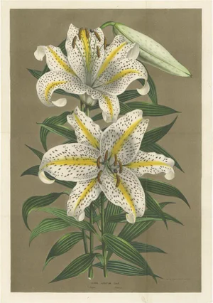 Van Houtte, Botany Illustration of the Golden Lily, 1862, Print