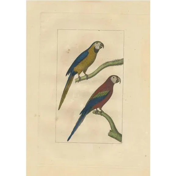 Parrots, Paper For Sale - Image 6 of 6