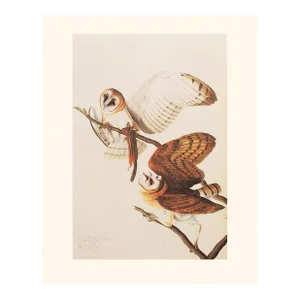 1966 Vintage Farmhouse Cottage Style Print "Barn Owls" After John James Audubon