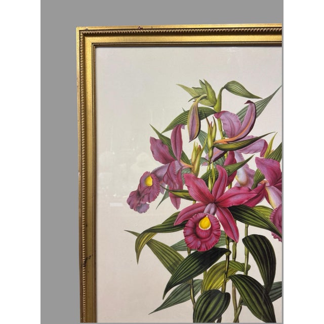 Antique Gilt Framed Botanical Print Titled Sobralia Macrantha Orchid (Plate 37) London: J. Ridgway & Sons 1842 Hand...