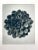 Exquisite Botanical photogravure from famed Urformen Der Kunst portfolio by Blossfeldt . Karl Blossfeldt (1865 - 1932) was...