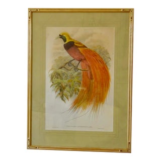 Original 19th-Century John Gould “Paradisaea Intermedia” Hand-Colored Lithograph For Sale
