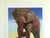 This Andy Warhol Estate rare vintage 1992 Endangered Species collector's offset lithograph Pop Art print " African...