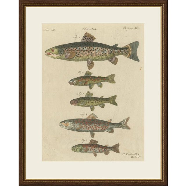 This hand coloured copper engraving of five trout, the salmon trout, pond trout, stone trout, lake trout and alpine trout,...