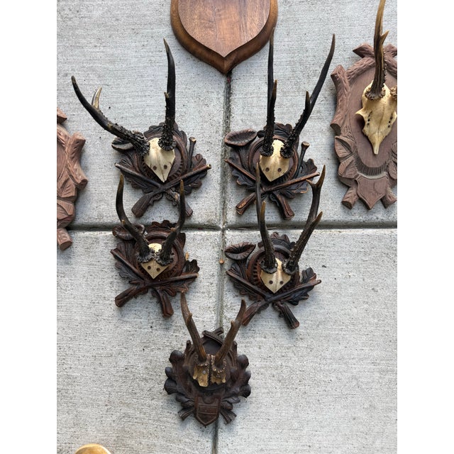 Early 20th Century Vintage European Roe Deer Antler Mount Collection — Set of 10 For Sale - Image 5 of 7