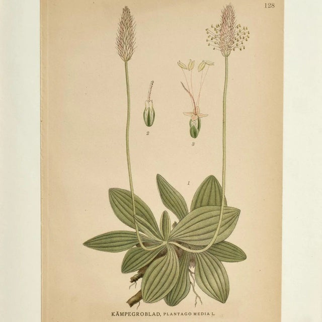 Antique Group of Nine Hand Colored Botanical Prints For Sale - Image 16 of 18