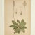 Antique Group of Nine Hand Colored Botanical Prints For Sale - Image 16 of 18