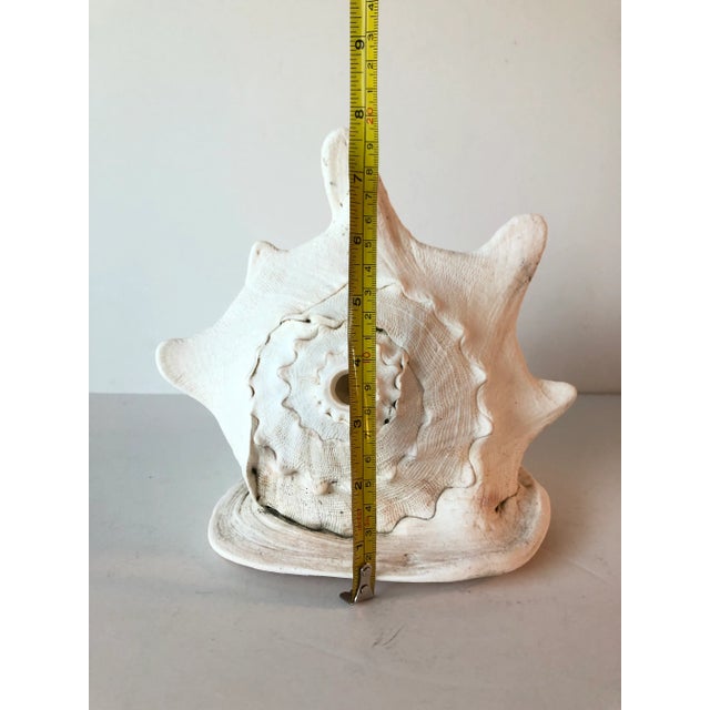 Queen Helmet Conch Shell For Sale - Image 11 of 12