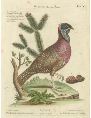 Johann Seligmann, Horned Indian Pheasant, 1770, Hand-Colored Engraving