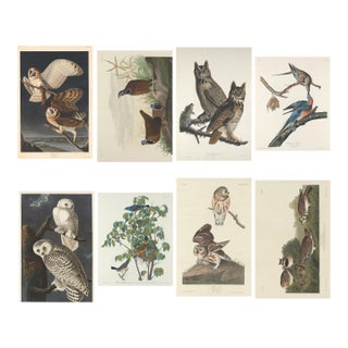 Vintage Reproductions 1966 John James Audubon Bird Prints Featuring Owls - Collection of 4 For Sale