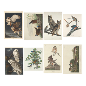 Vintage Reproductions 1966 John James Audubon Bird Prints Featuring Owls - Collection of 4
