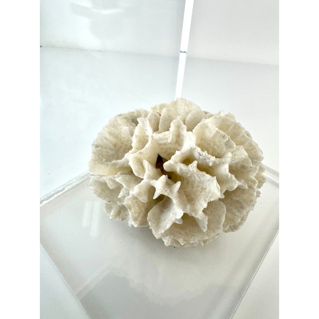 Mid-Century Modern Vintage Mid Century Lucite Bookends With Natural Coral Specimens, Coastal Modern Sculptural Pair For Sale - Image 3 of 9