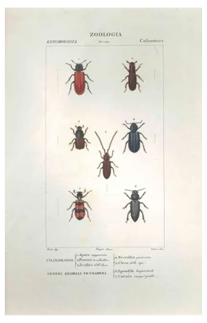 Pierre Jean François Turpin, Coleoptera, Etching, 1831