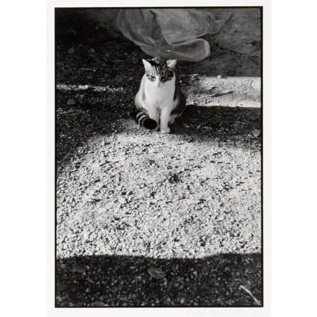 Black and white photo of a cat on a gravel road by Peter McArthur (American, b. 1947). In the top portion of the...