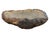 Contemporary Petrified Coral Bowl by Xyleia Petrified Wood For Sale - Image 3 of 7