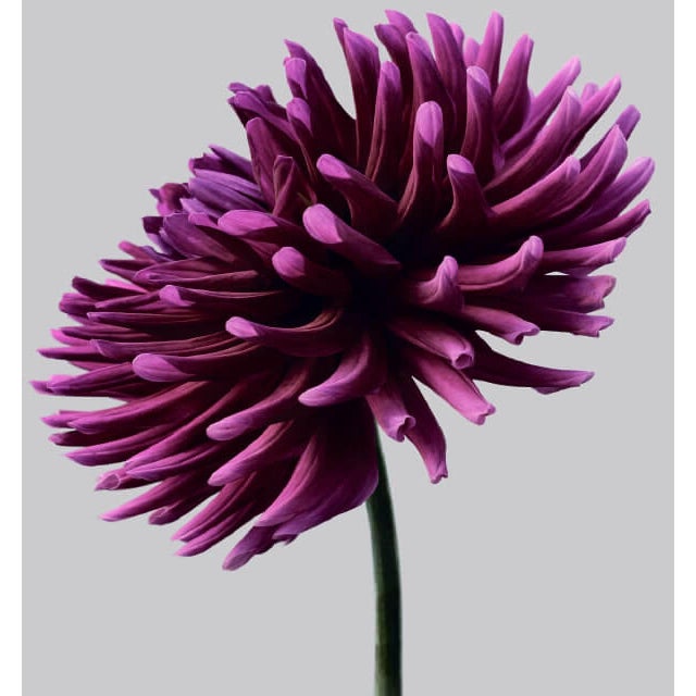 Dahlia 3 is a gorgeous Archival Inkjet Print by contemporary photographer Philip Gatward. This print 16" x 20" in a...