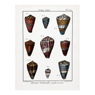 Cone Snails Marine Shells, Original Engraving From Histoire Naturelle, 1789 For Sale