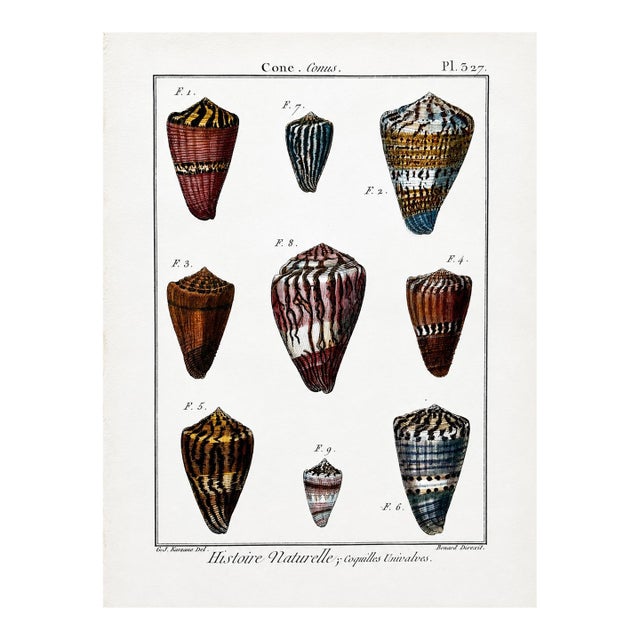 Cone Snails Marine Shells, Original Engraving From Histoire Naturelle, 1789 For Sale