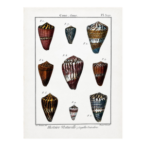 Cone Snails Marine Shells, Original Engraving From Histoire Naturelle, 1789