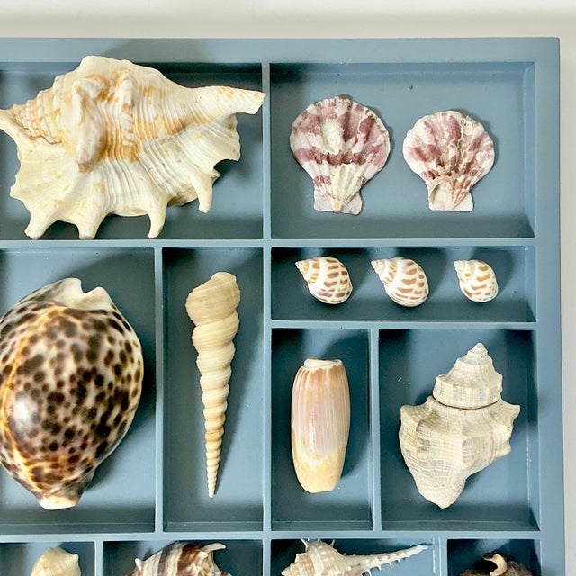 Vintage Coastal Boho Chic Seashell Collection, French Blue Divided Shadowbox Decorative Object For Sale - Image 4 of 13