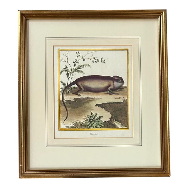 Antique 18th Century Hand Colored French Print of Chameleon ~ Framed For Sale